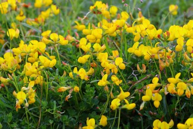 Lotus corniculatus