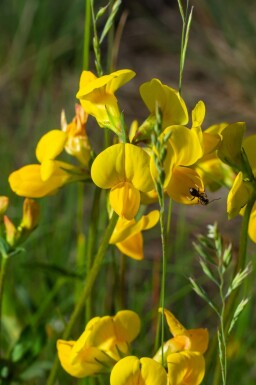 Gökärt Lotus corniculatus 5-10 i kruka P9 Lotus corniculatus