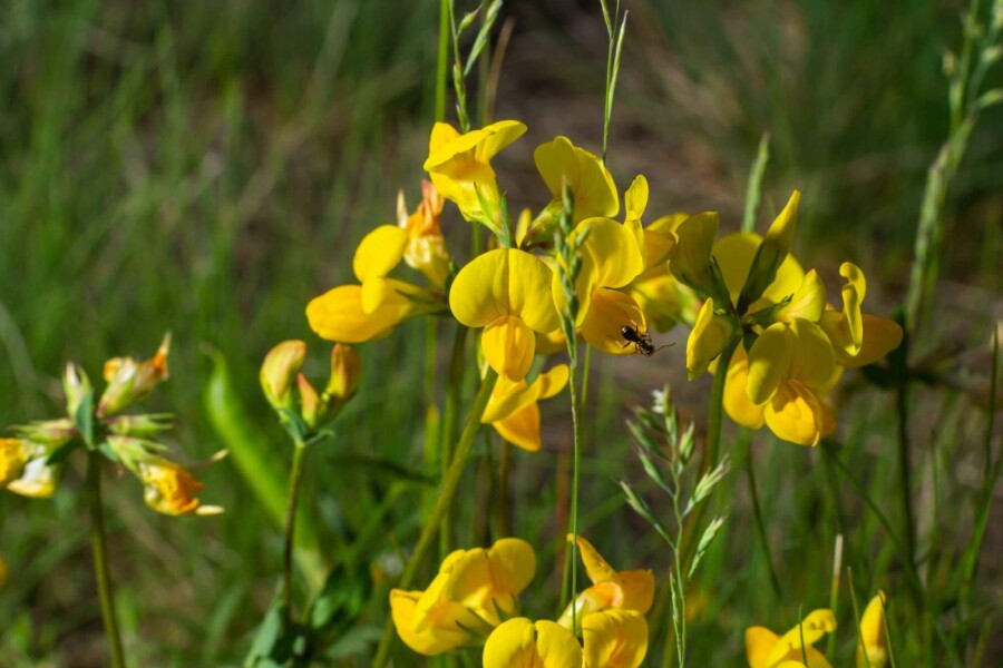 Gökärt Lotus corniculatus 5-10 i kruka P9 Lotus corniculatus