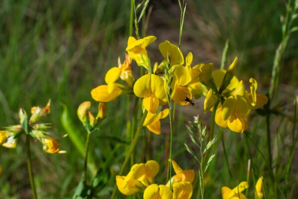 Lotus corniculatus