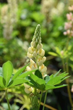 Lupin Lupinus 'Chandelier' 5-10 i kruka P9 Lupinus 'Chandelier'