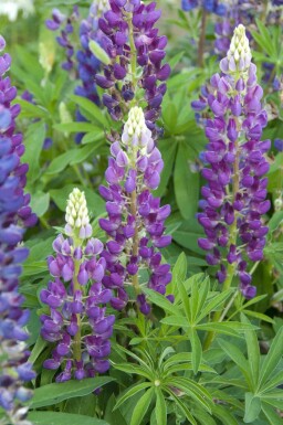 Lupin Lupinus 'Gallery Blue' 5-10 i kruka P9 Lupinus 'Gallery Blue'