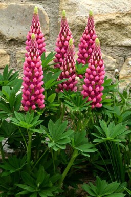 Lupin Lupinus 'Gallery Red' 5-10 i kruka P9 Lupinus 'Gallery Red'
