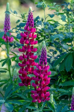 Lupin Lupinus 'My Castle' 5-10 i kruka P9 Lupinus 'My Castle'