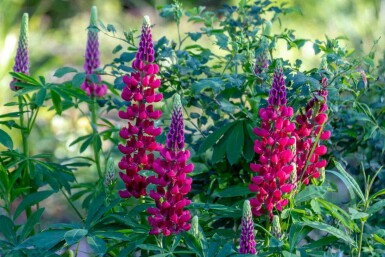Lupin Lupinus 'My Castle' 5-10 i kruka P9 Lupinus 'My Castle'