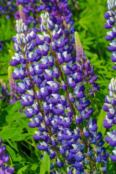 Lupin Lupinus 'The Governor' 5-10 i kruka P9 Lupinus 'The Governor'