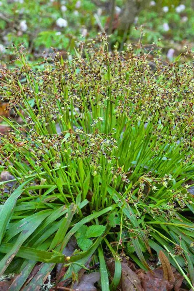 Hårstarr Luzula pilosa 5-10 i kruka P9 Luzula pilosa