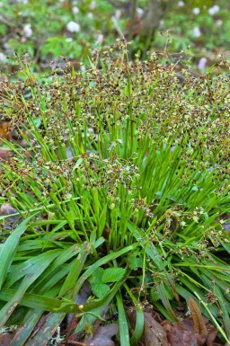 Luzula pilosa