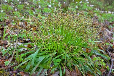 Hårstarr Luzula pilosa 5-10 i kruka P9 Luzula pilosa