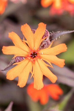 Arkwrights tofsblomma Lychnis arkwrightii 'Vesuvius' 5-10 i kruka P9 Lychnis arkwrightii 'Vesuvius'