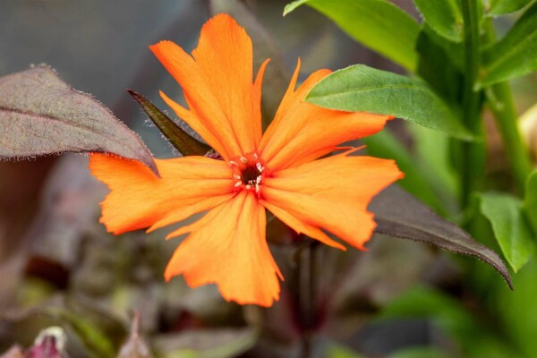 Lychnis arkwrightii 'Vesuvius'