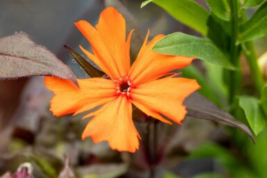 Arkwrights tofsblomma Lychnis arkwrightii 'Vesuvius' 5-10 i kruka P9 Lychnis arkwrightii 'Vesuvius'