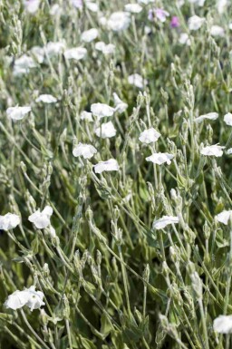 Lychnis coronaria 'Alba'