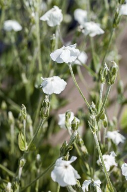 Lychnis coronaria 'Alba'