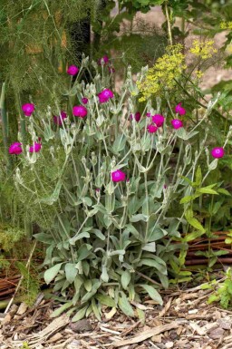 Lychnis coronaria