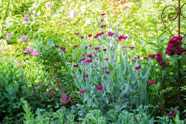 Lychnis coronaria