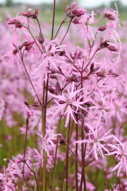 Gökblomster Lychnis flos-cuculi 5-10 i kruka P9 Lychnis flos-cuculi