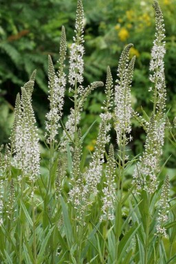 Vitlysing Lysimachia ephemerum 5-10 i kruka P9 Lysimachia ephemerum