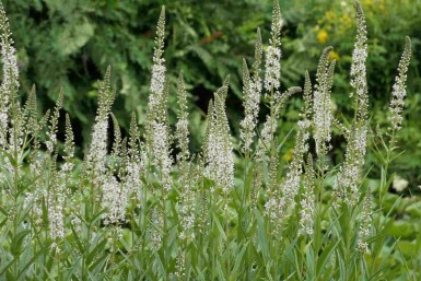Vitlysing Lysimachia ephemerum 5-10 i kruka P9 Lysimachia ephemerum
