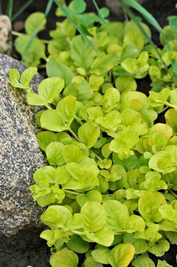Penningblad Lysimachia nummularia 'Aurea' 5-10 i kruka P9 Lysimachia nummularia 'Aurea'