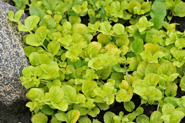 Lysimachia nummularia 'Aurea'