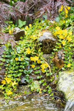 Penningblad Lysimachia nummularia 5-10 i kruka P9 Lysimachia nummularia