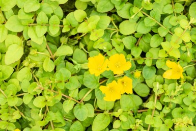 Penningblad Lysimachia nummularia 5-10 i kruka P9 Lysimachia nummularia