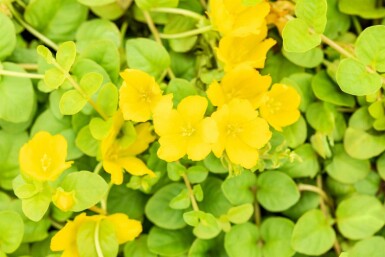 Lysimachia nummularia