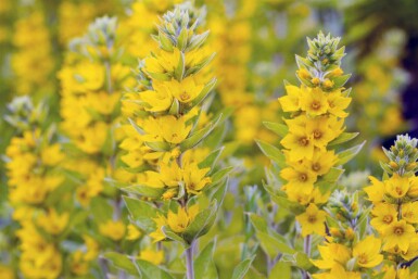 Strandlysing Lysimachia vulgaris 5-10 i kruka P9 Lysimachia vulgaris