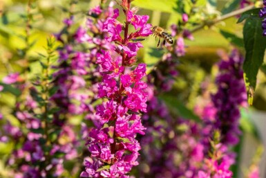 Fackelblomster Lythrum salicaria 'Robin' 5-10 i kruka P9 Lythrum salicaria 'Robin'
