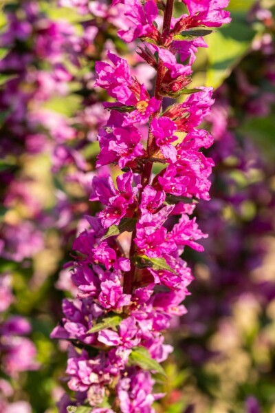 Lythrum salicaria 'Robin'