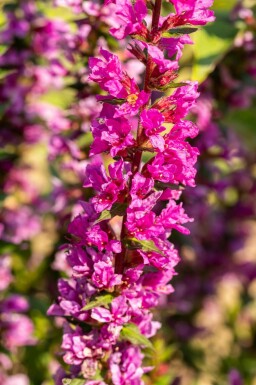 Fackelblomster Lythrum salicaria 'Robin' 5-10 i kruka P9 Lythrum salicaria 'Robin'