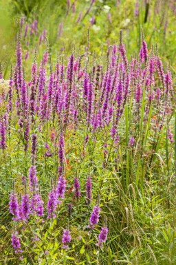 Fackelblomster Lythrum virgatum 'Dropmore Purple' 5-10 i kruka P9 Lythrum virgatum 'Dropmore Purple'