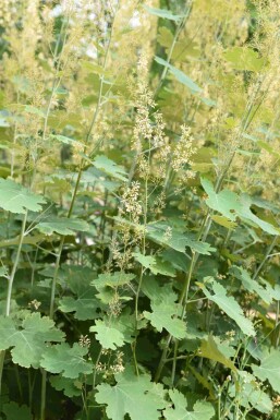 Fjädervallmo Macleaya cordata 5-10 i kruka P9 Macleaya cordata