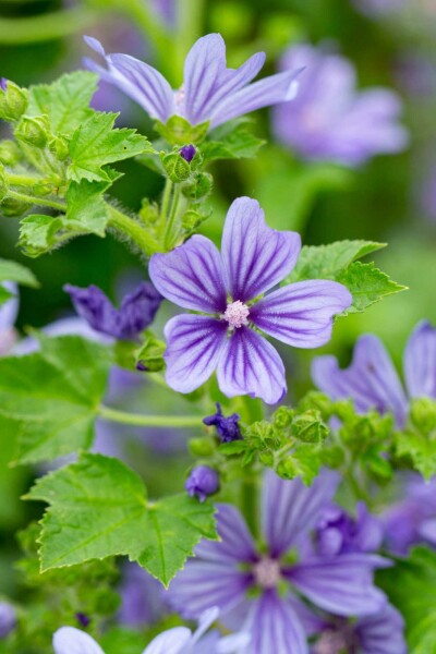 Rosenmalva Malva sylvestris 'Primley Blue' 5-10 i kruka P9 Malva sylvestris 'Primley Blue'