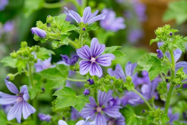 Rosenmalva Malva sylvestris 'Primley Blue' 5-10 i kruka P9 Malva sylvestris 'Primley Blue'