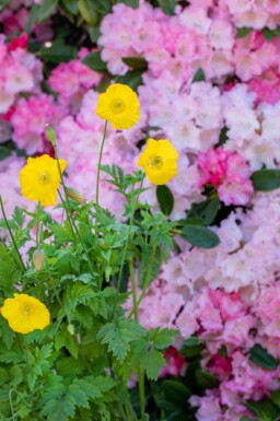 Gul vallmo Meconopsis cambrica 5-10 i kruka P9 Meconopsis cambrica