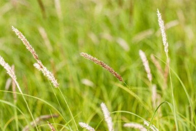 Axrör Melica ciliata 5-10 i kruka P9 Melica ciliata