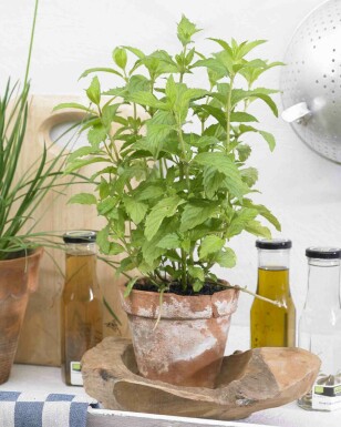 Pepparmynta Mentha piperita 'Swiss' 5-10 i kruka P9 Mentha piperita 'Swiss'