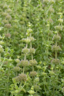 Pennyroyal Mentha pulegium 5-10 i kruka P9 Mentha pulegium