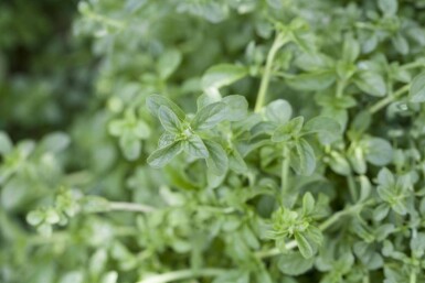 Pennyroyal Mentha pulegium 5-10 i kruka P9 Mentha pulegium