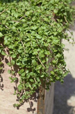 Krypmynta Mentha requienii 5-10 i kruka P9 Mentha requienii