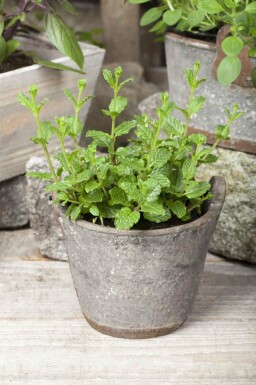 Mentha spicata 'Moroccan'