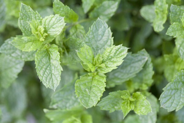 Mentha spicata 'Moroccan'