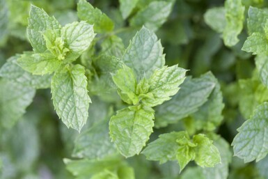 Mentha spicata 'Moroccan'