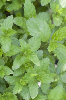 Mentha spicata