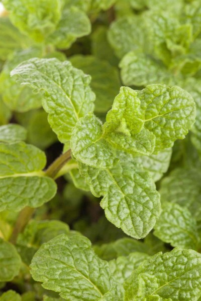 Mentha spicata