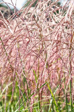 Prydnadsgräs Miscanthus sinensis 'Flamingo' 5-10 i kruka P9 Miscanthus sinensis 'Flamingo'
