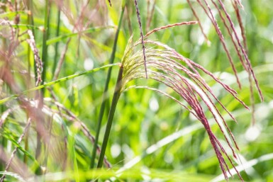 Prydnadsgräs Miscanthus sinensis 'Flamingo' 5-10 i kruka P9 Miscanthus sinensis 'Flamingo'