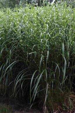 Prydnadsgräs Miscanthus sinensis 'Little Zebra' 5-10 i kruka P9 Miscanthus sinensis 'Little Zebra'